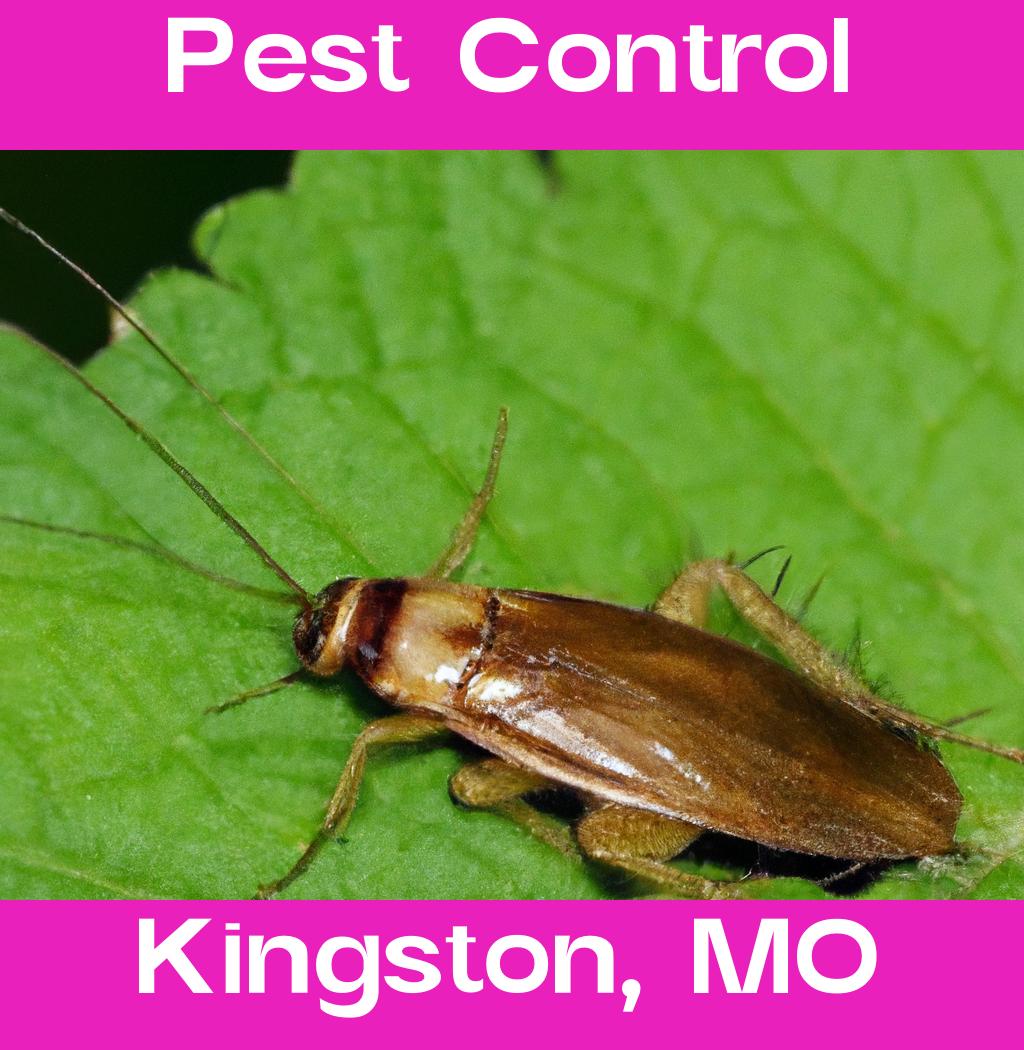 pest control in Kingston Missouri