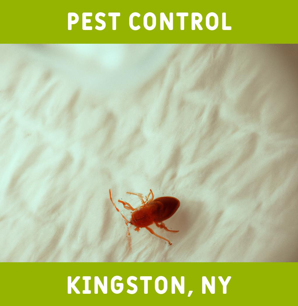 pest control in Kingston New York