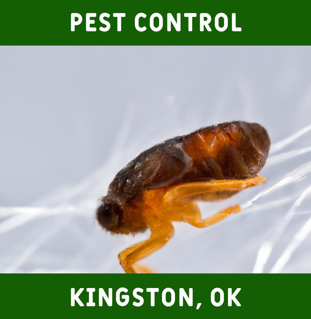 pest control in Kingston Oklahoma