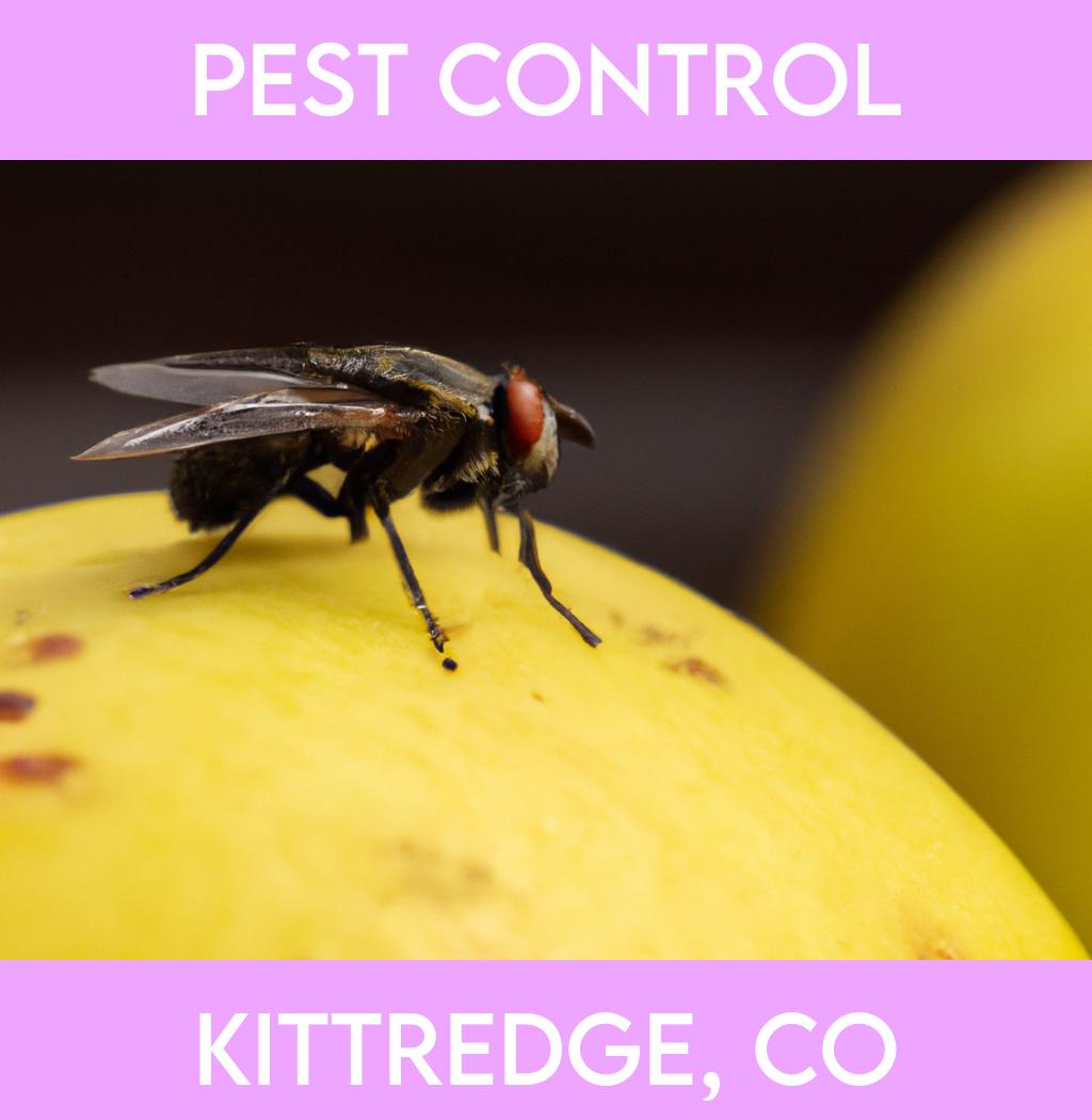 pest control in Kittredge Colorado