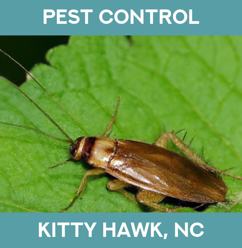 pest control in Kitty Hawk North Carolina