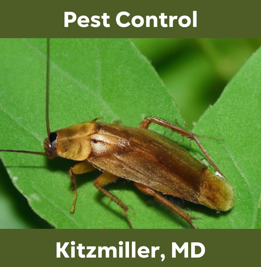 pest control in Kitzmiller Maryland