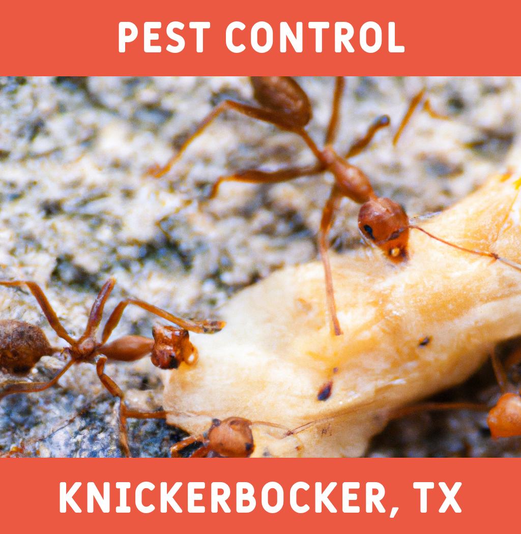 pest control in Knickerbocker Texas