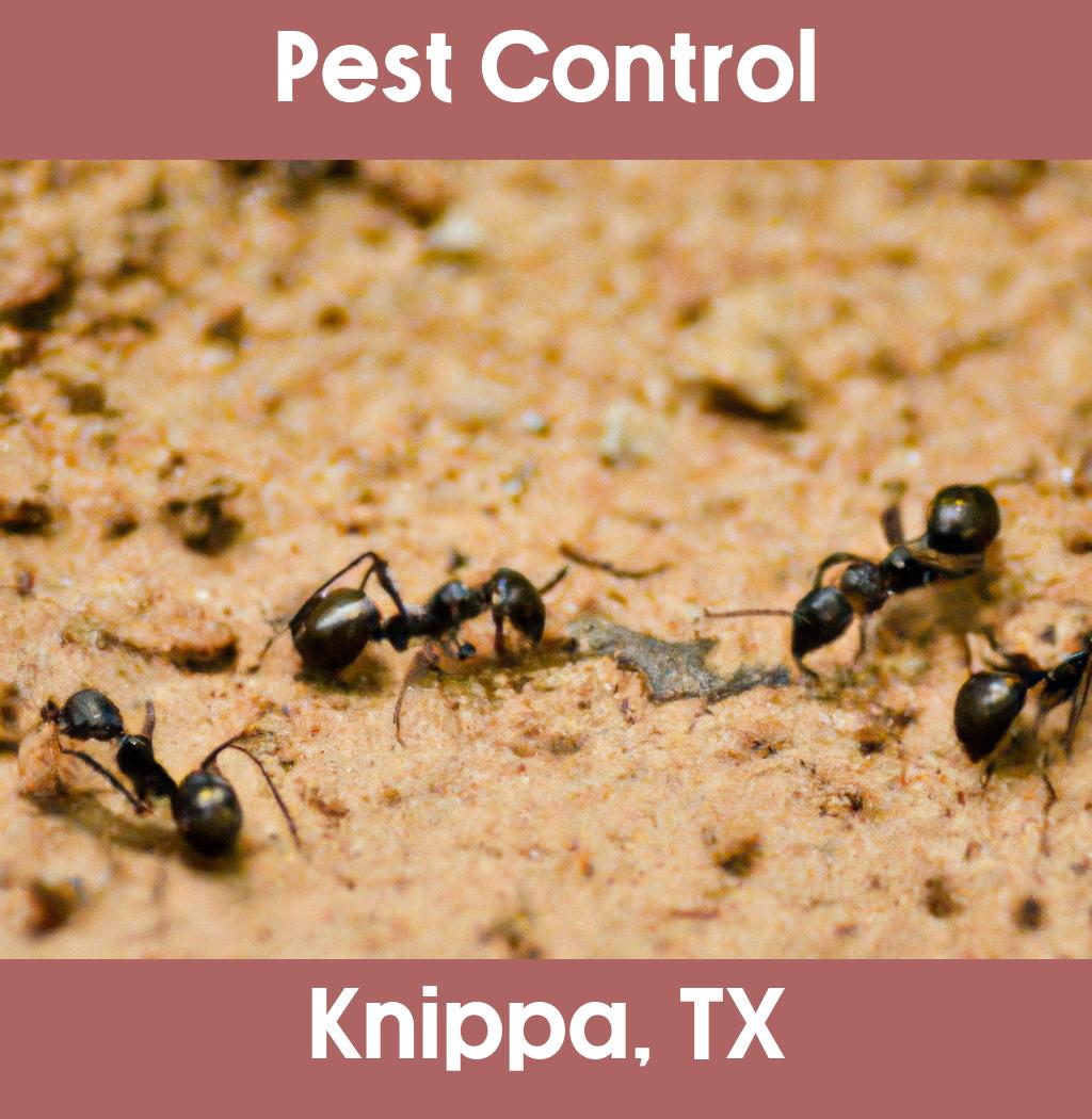 pest control in Knippa Texas