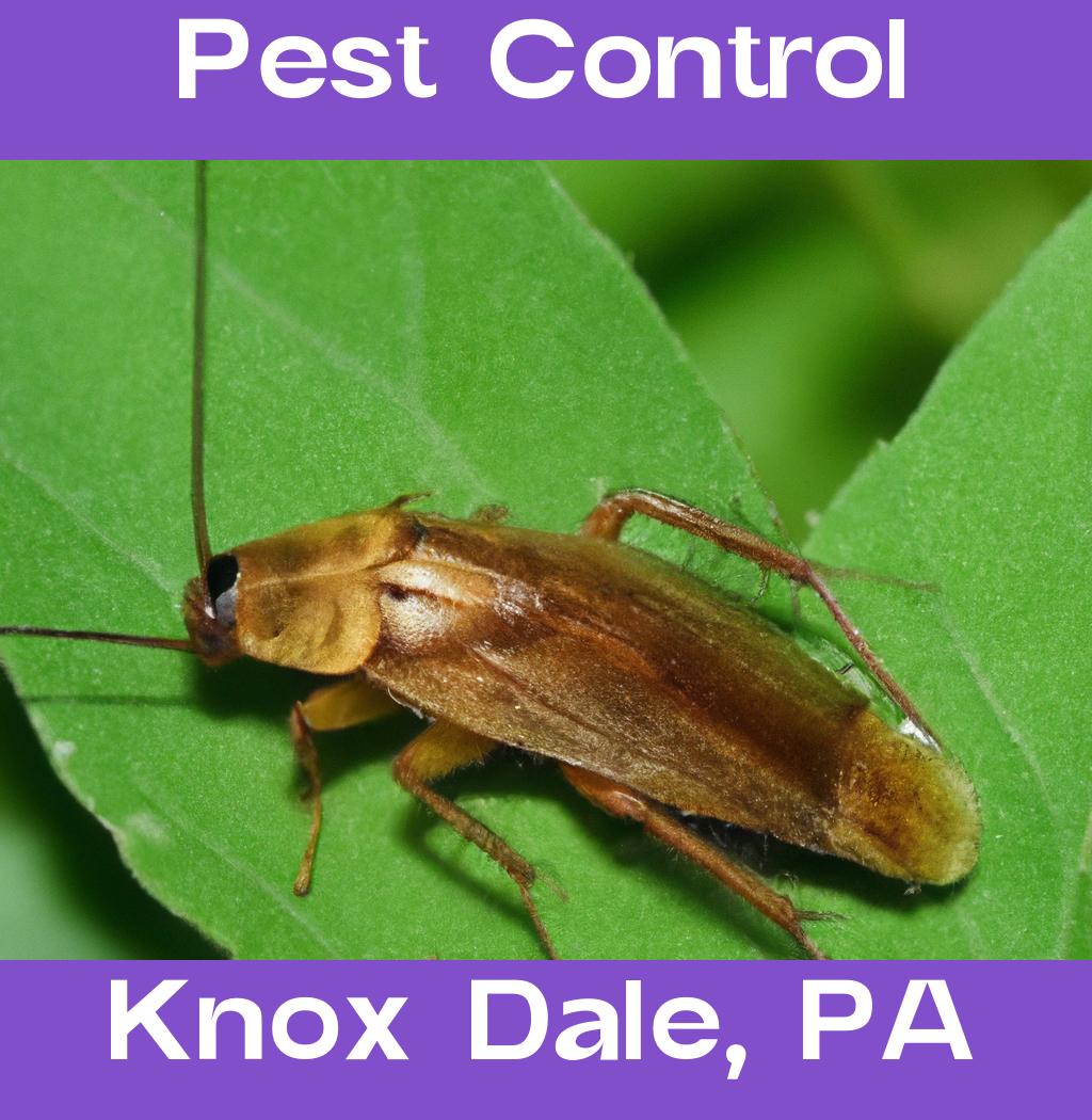 pest control in Knox Dale Pennsylvania