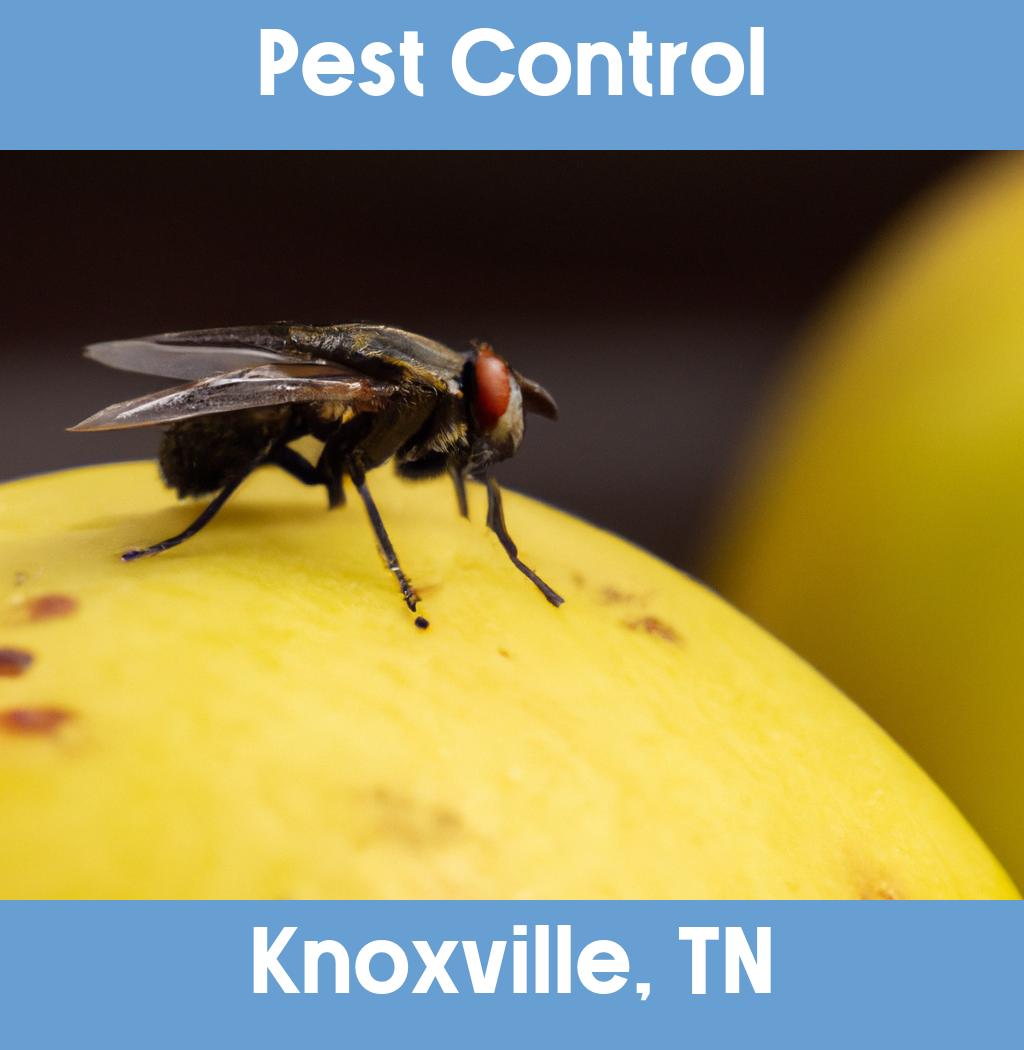 pest control in Knoxville Tennessee