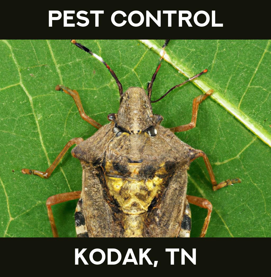 pest control in Kodak Tennessee