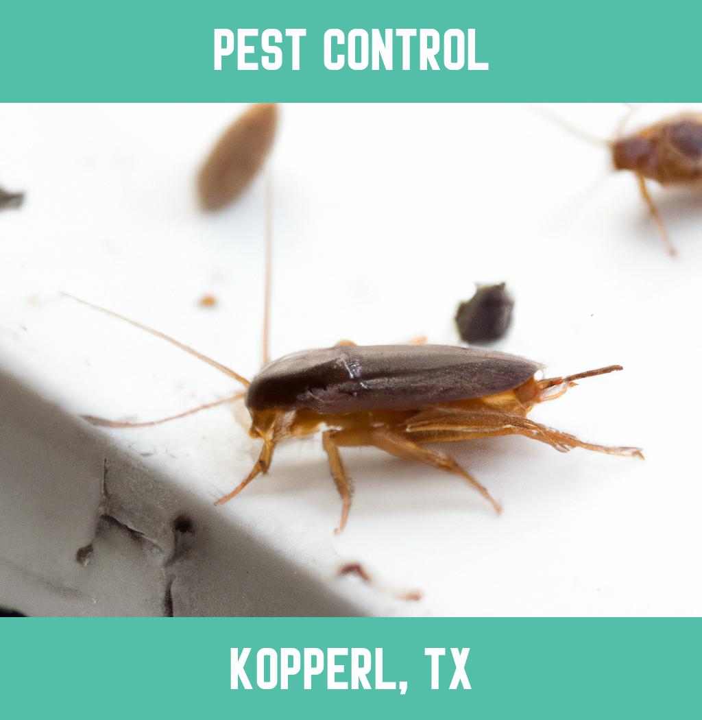 pest control in Kopperl Texas