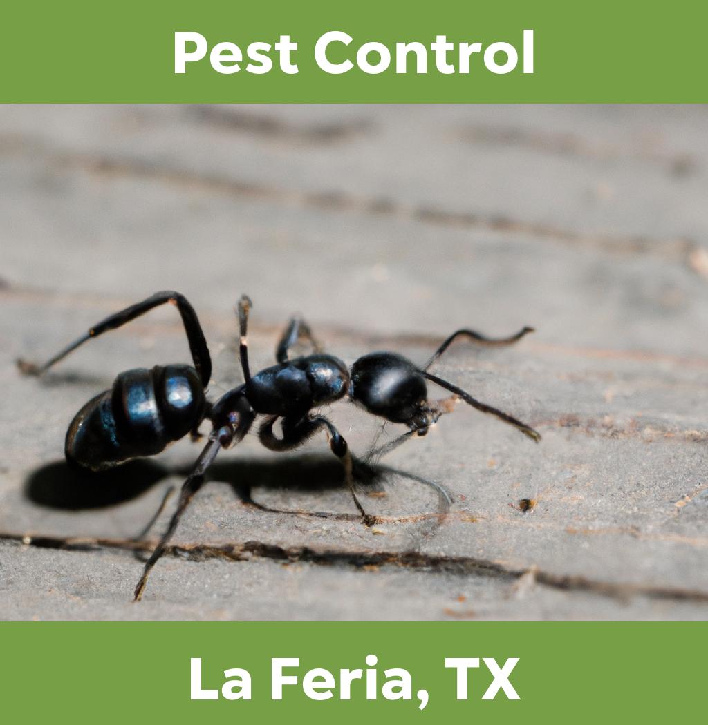 pest control in La Feria Texas
