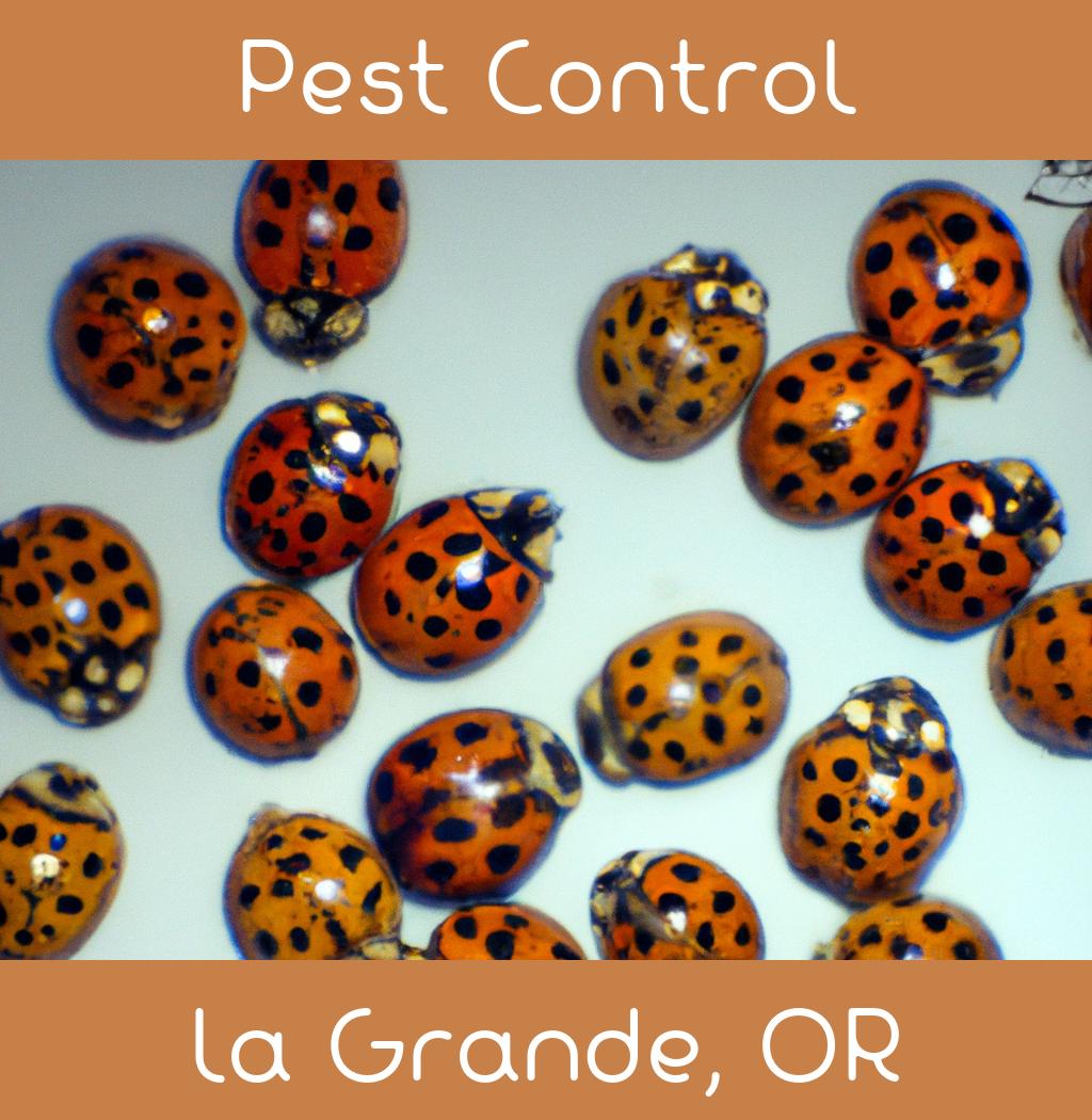 pest control in La Grande Oregon