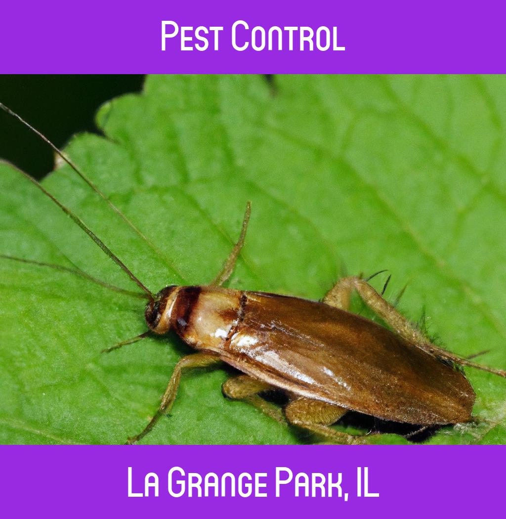 pest control in La Grange Park Illinois