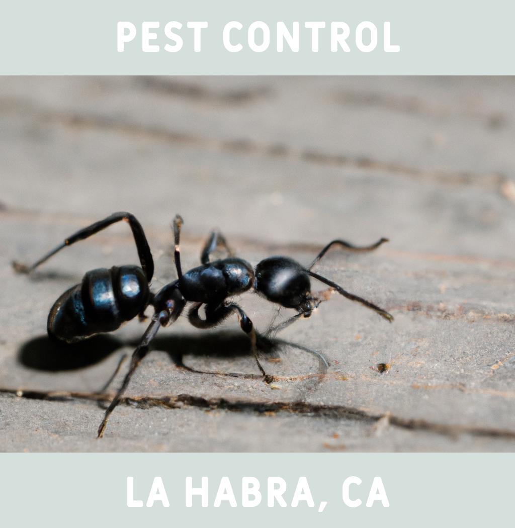 pest control in La Habra California