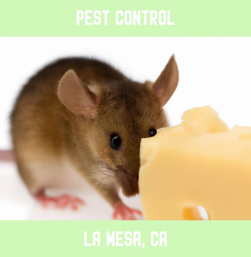 pest control in La Mesa California