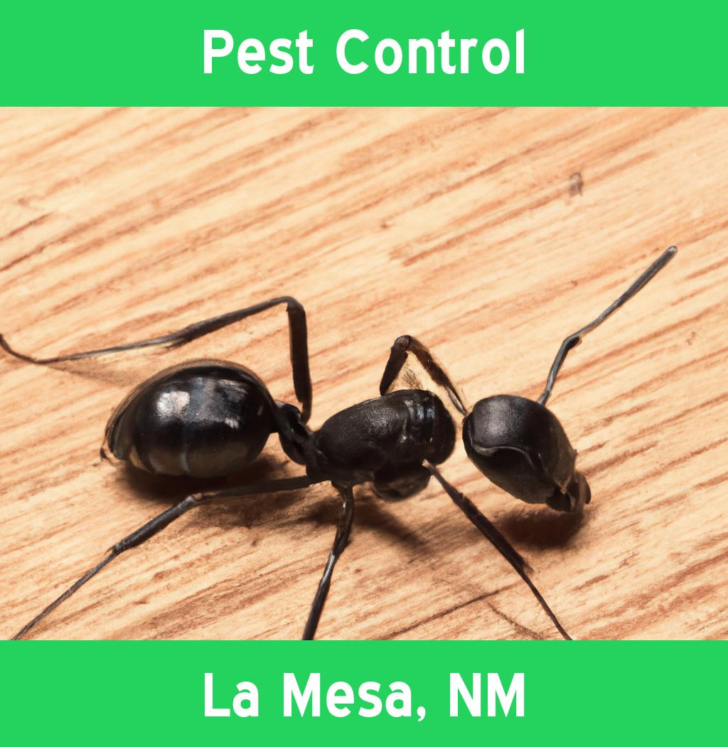 pest control in La Mesa New Mexico