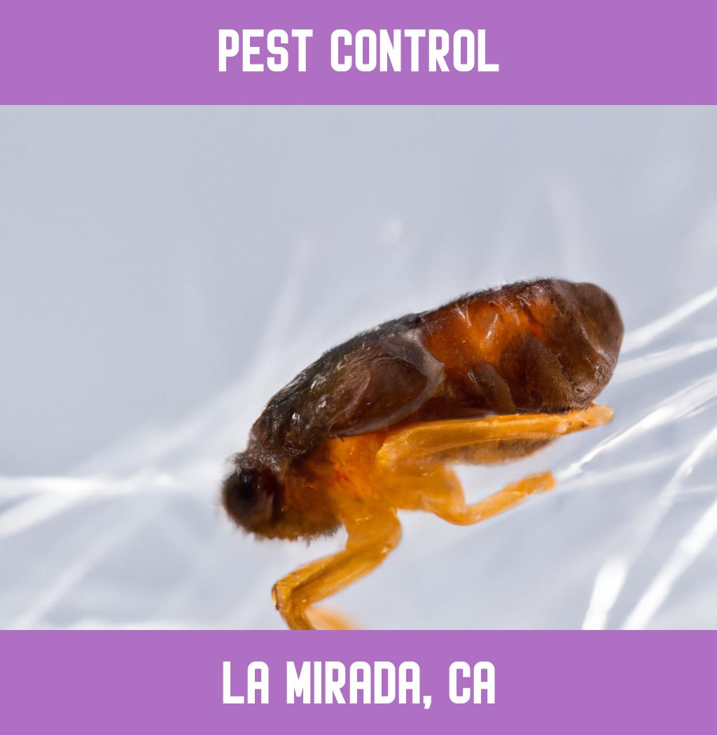 pest control in La Mirada California
