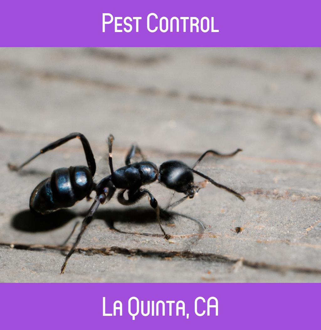 pest control in La Quinta California