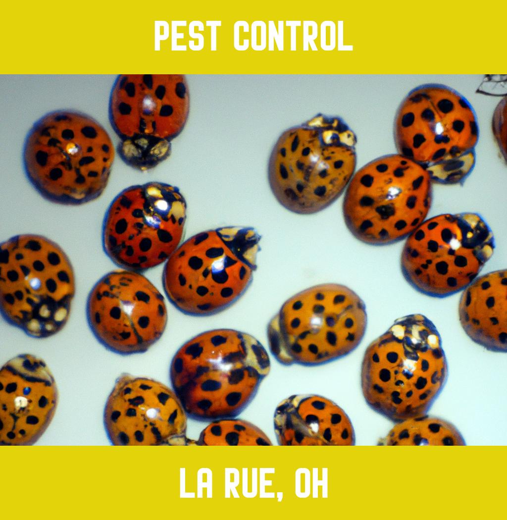pest control in La Rue Ohio