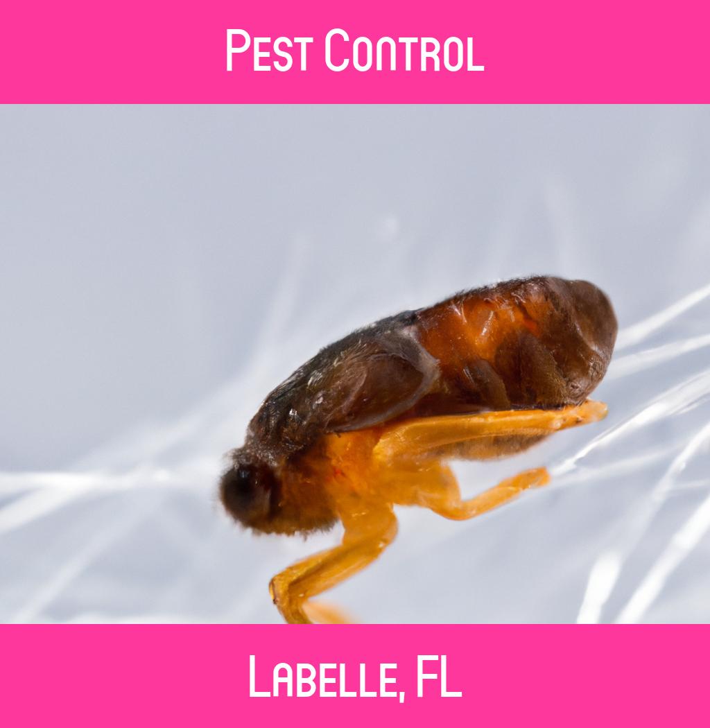 pest control in Labelle Florida