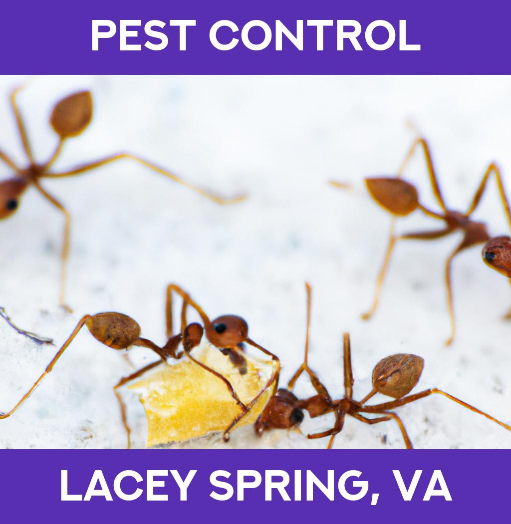 pest control in Lacey Spring Virginia