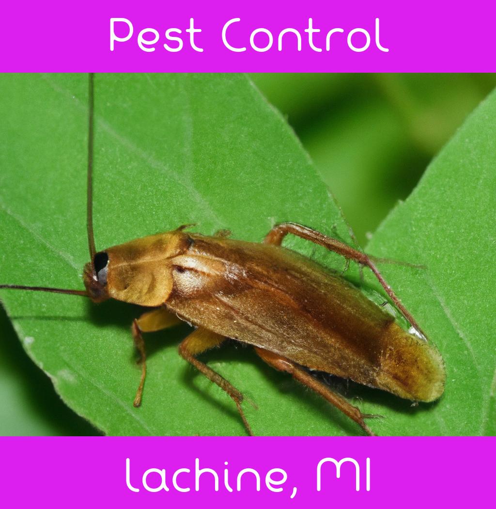 pest control in Lachine Michigan