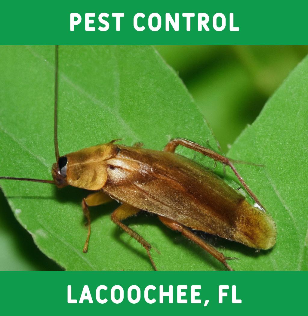 pest control in Lacoochee Florida