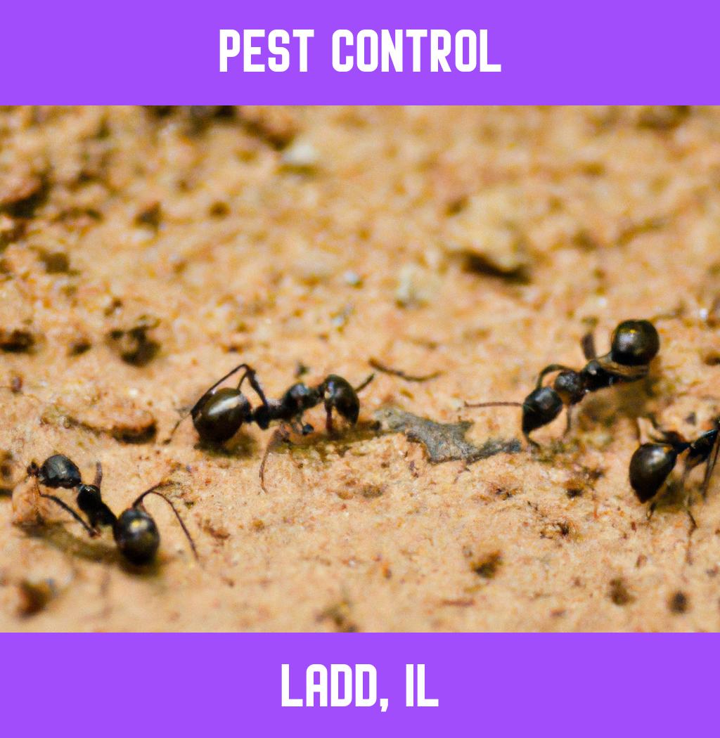 pest control in Ladd Illinois