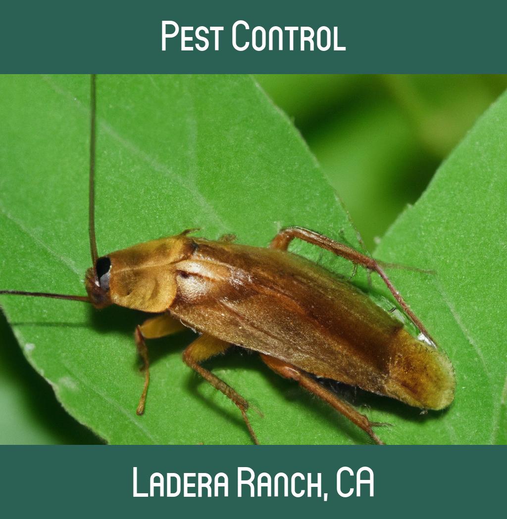 pest control in Ladera Ranch California