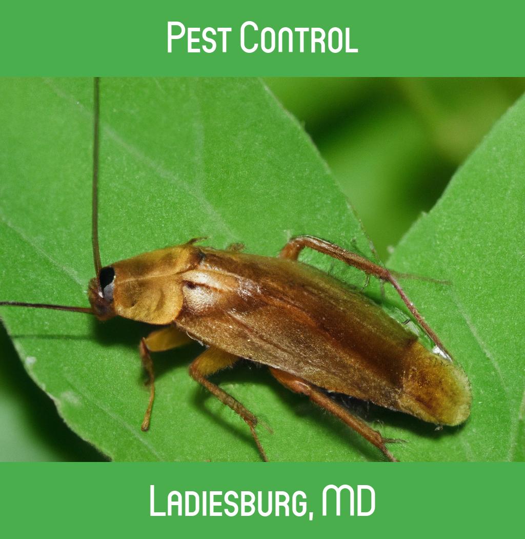 pest control in Ladiesburg Maryland