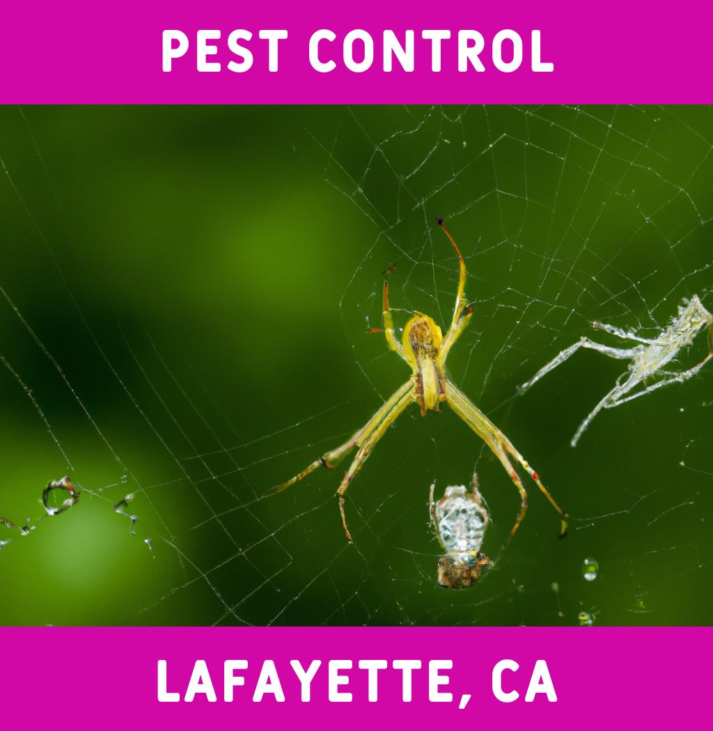 pest control in Lafayette California