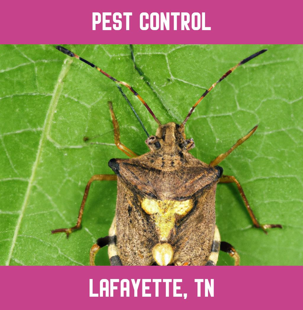 pest control in Lafayette Tennessee