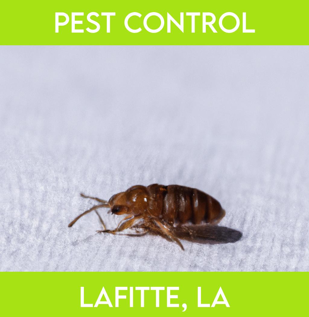 pest control in Lafitte Louisiana