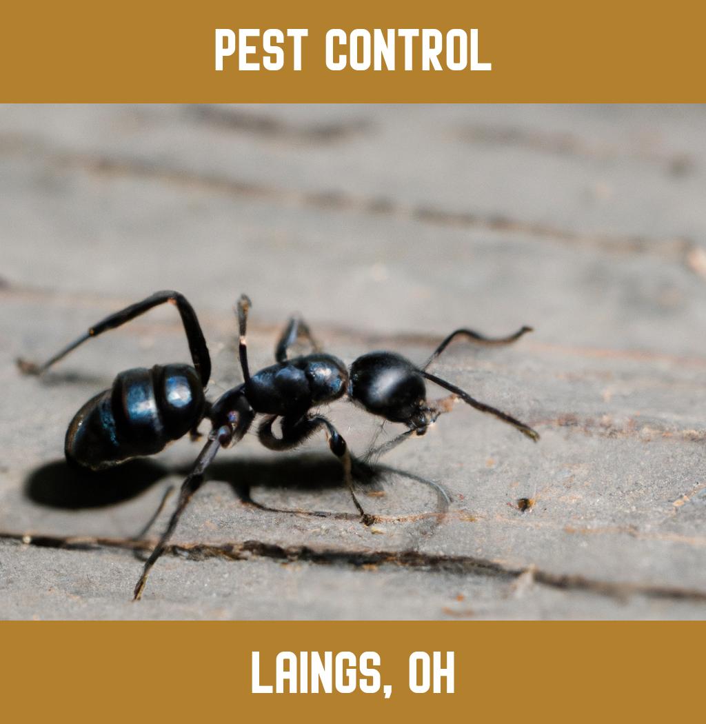 pest control in Laings Ohio
