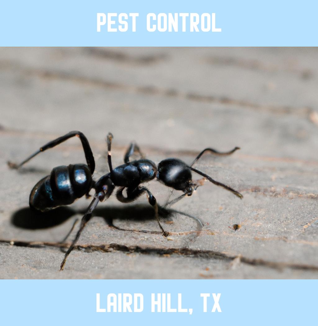 pest control in Laird Hill Texas