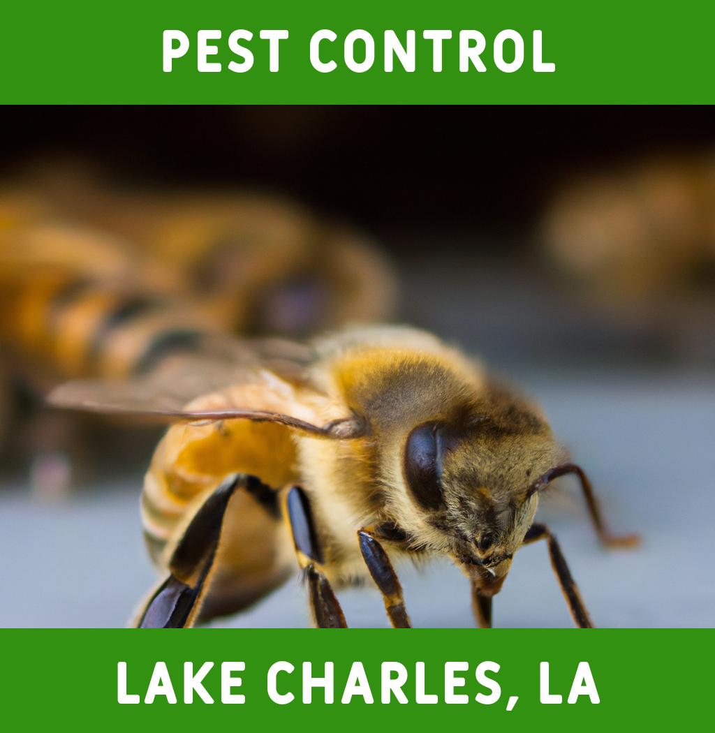 pest control in Lake Charles Louisiana