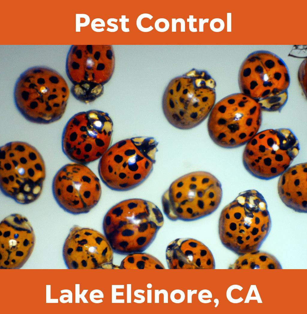 pest control in Lake Elsinore California