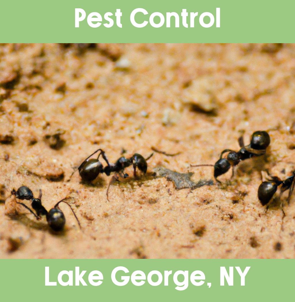 pest control in Lake George New York