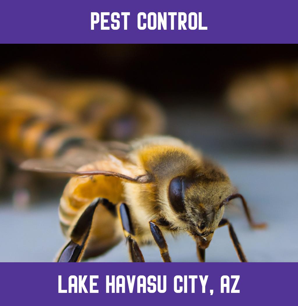 pest control in Lake Havasu City Arizona