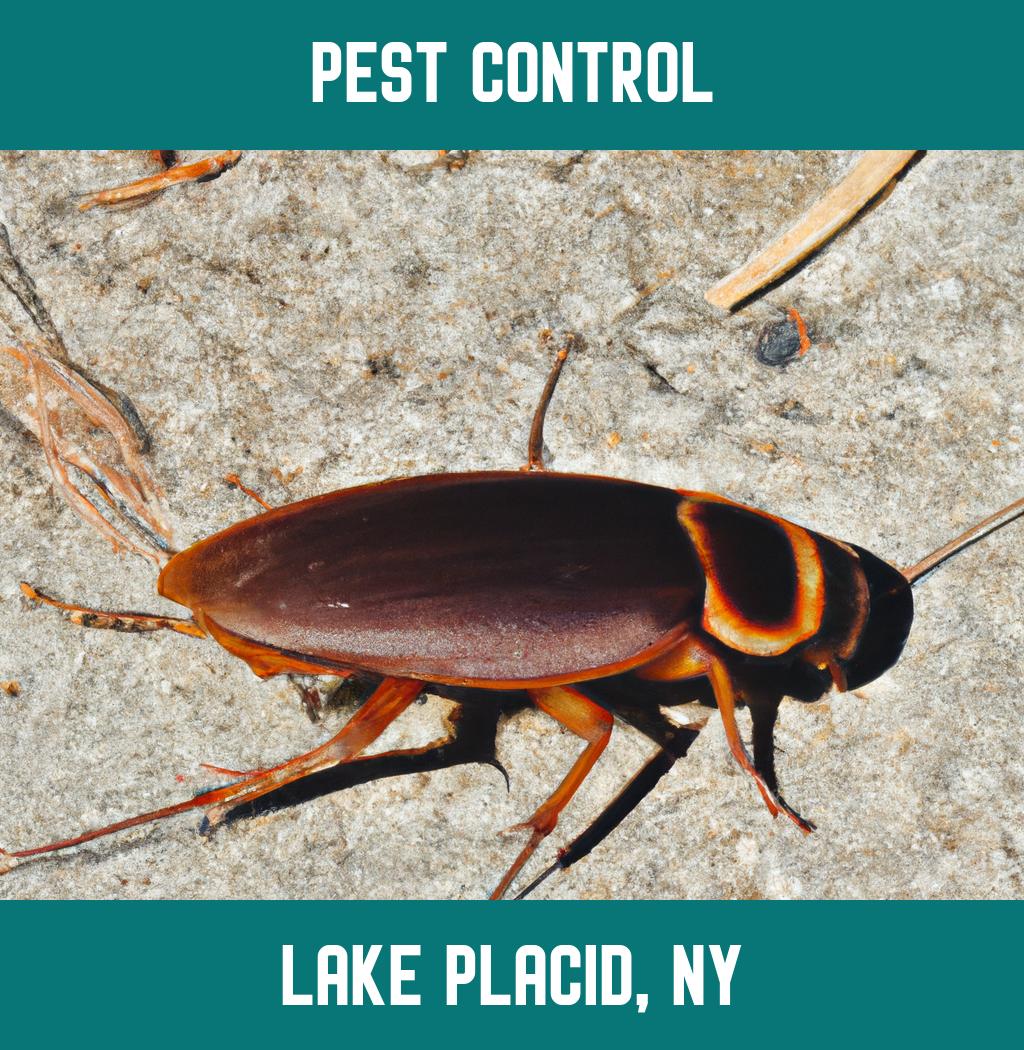 pest control in Lake Placid New York