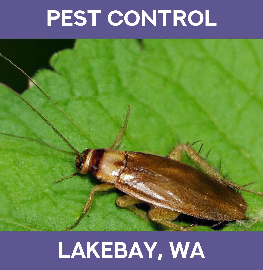pest control in Lakebay Washington