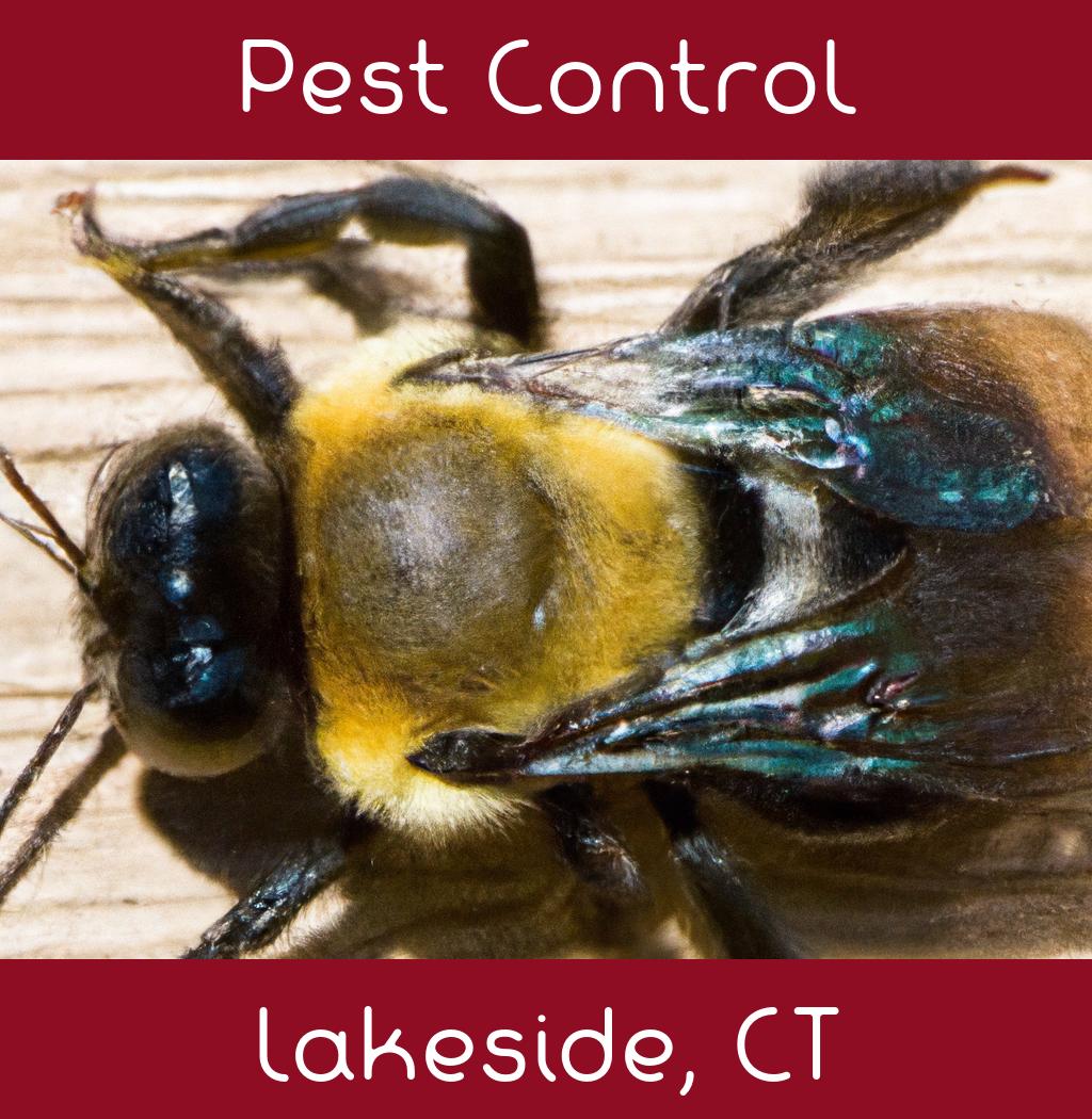 pest control in Lakeside Connecticut