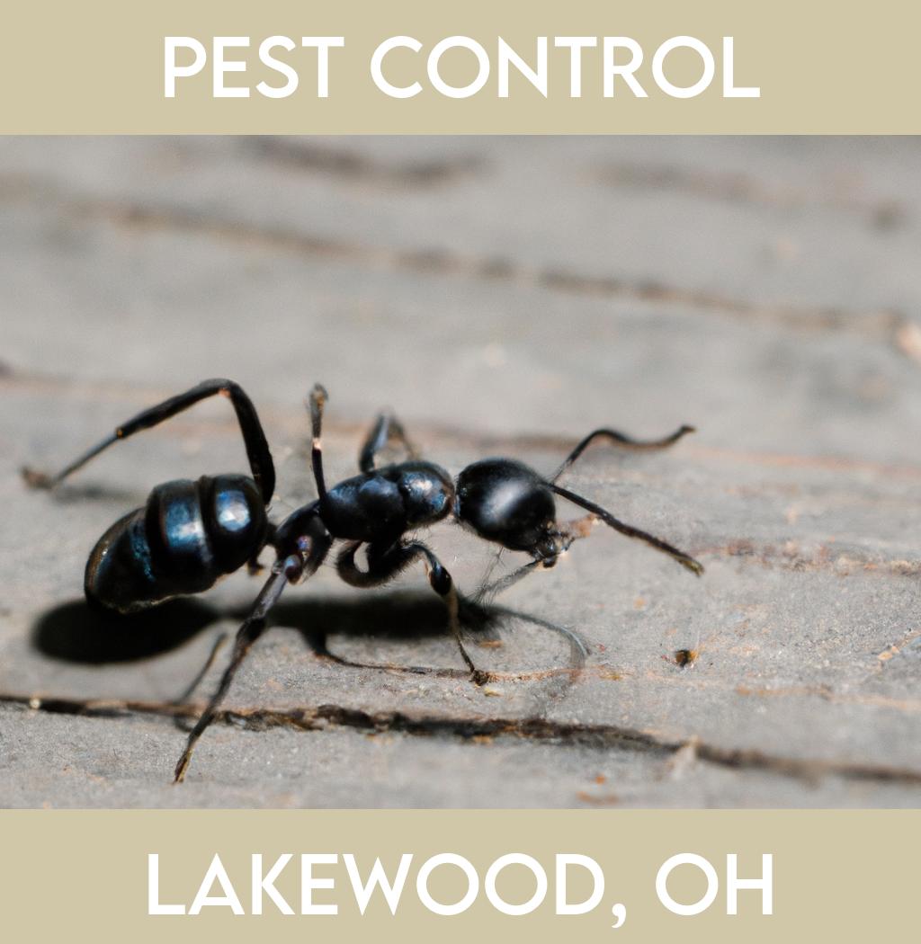 pest control in Lakewood Ohio