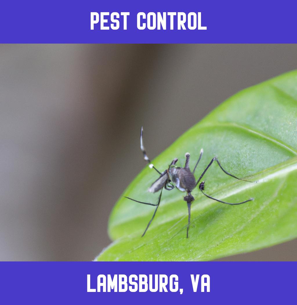 pest control in Lambsburg Virginia