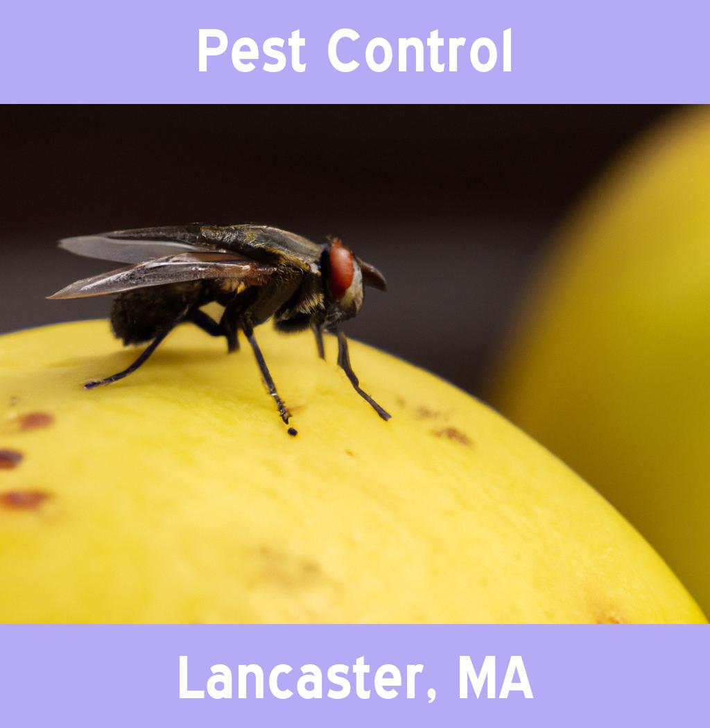 pest control in Lancaster Massachusetts