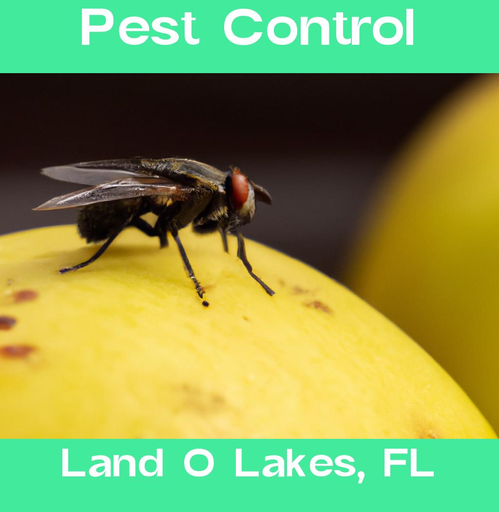 pest control in Land O Lakes Florida