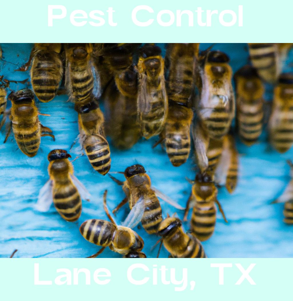 pest control in Lane City Texas