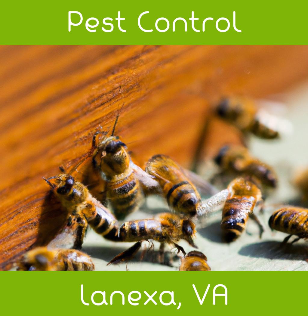pest control in Lanexa Virginia