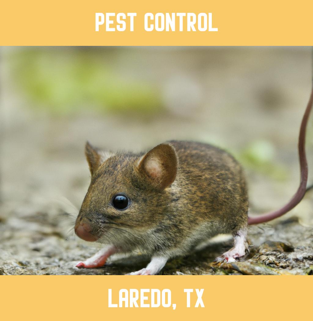 pest control in Laredo Texas