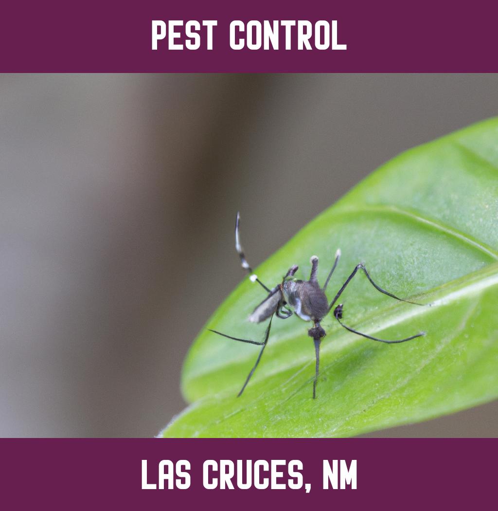 pest control in Las Cruces New Mexico