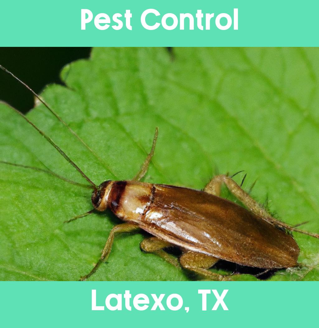 pest control in Latexo Texas