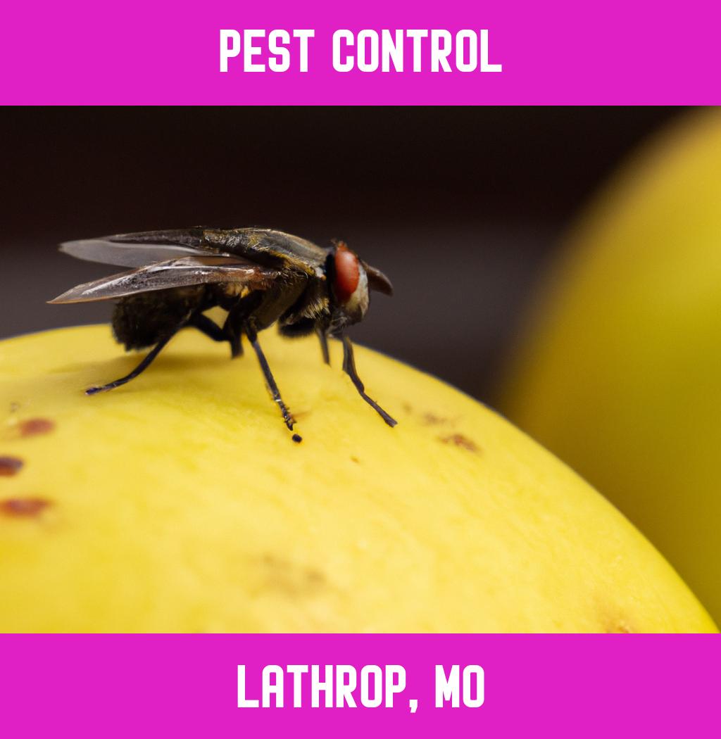 pest control in Lathrop Missouri